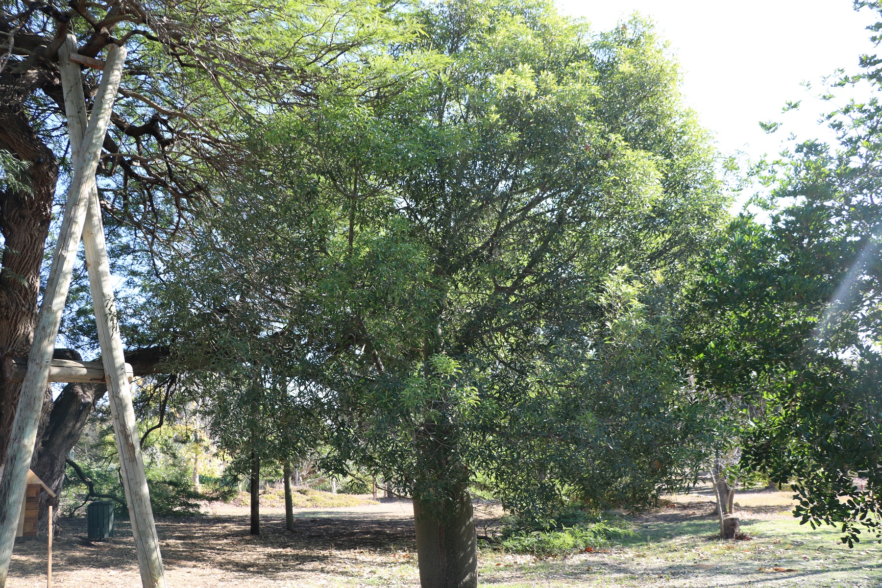 brachychiton rupestris